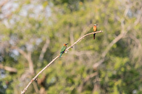 Zambezi Cruise - 100-400_20171002_0084