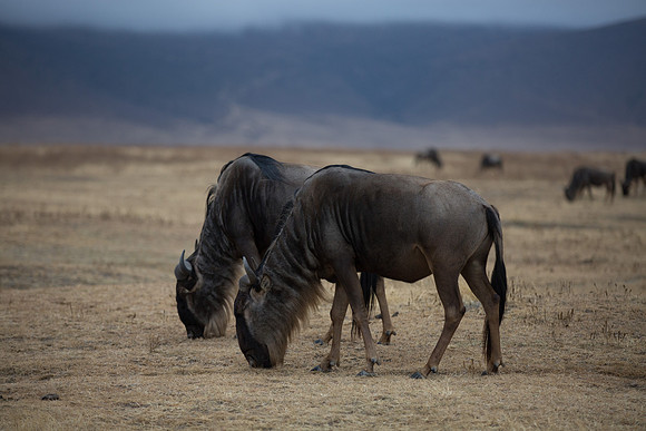 Ngorogoro_5D_1_20130823_0003