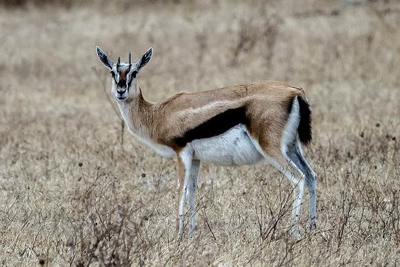 Ngorogoro_7D_20130823_0050