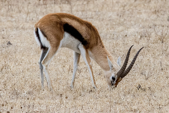 Ngorogoro_7D_20130823_0024
