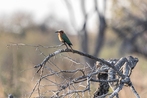 Zambezi Cruise - 100-400_20171002_0075
