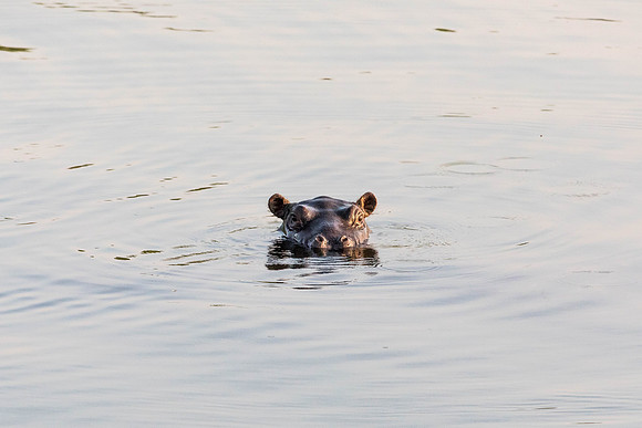 Zambezi Cruise - 100-400_20171002_0118