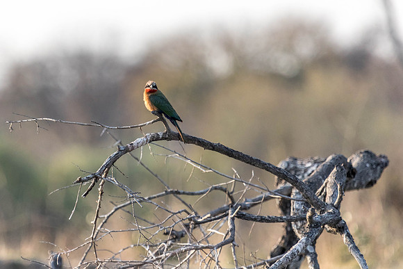 Zambezi Cruise - 100-400_20171002_0074