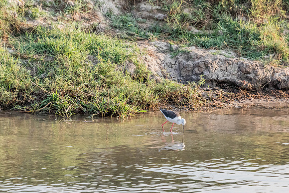 Zambezi Cruise - 100-400_20171002_0093