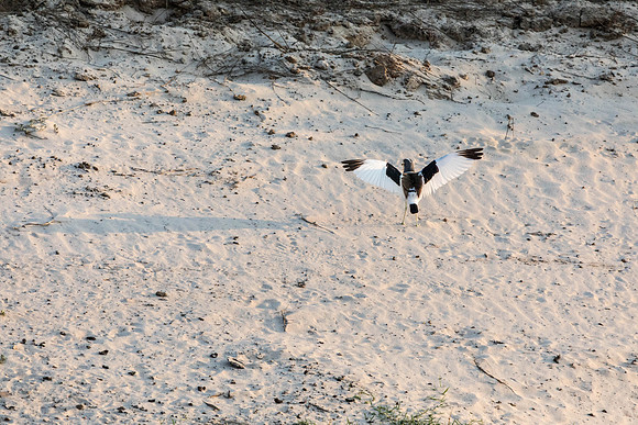 Zambezi Cruise - 100-400_20171002_0131
