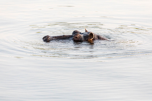 Zambezi Cruise - 100-400_20171002_0113