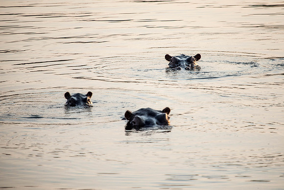 Zambezi Cruise - 100-400_20171002_0135