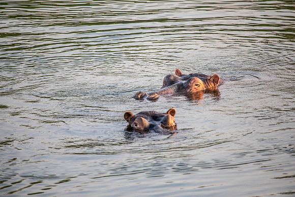 Zambezi Cruise - 100-400_20171002_0139