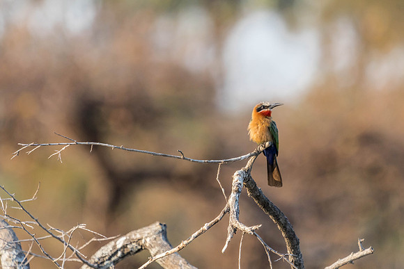 Zambezi Cruise - 100-400_20171002_0076