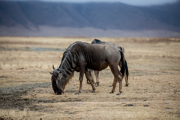 Ngorogoro_5D_1_20130823_0011