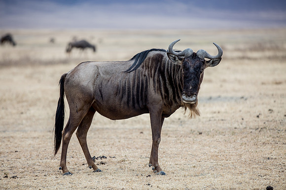 Ngorogoro_5D_1_20130823_0015