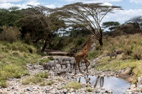 Africa