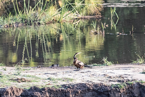 Zambezi Cruise - 100-400_20171002_0088