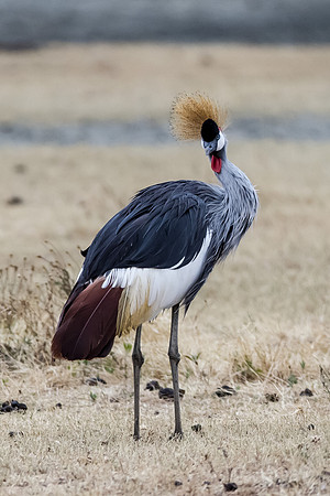 Ngorogoro_7D_20130823_0055