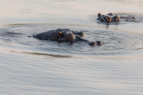 Zambezi Cruise - 100-400_20171002_0105