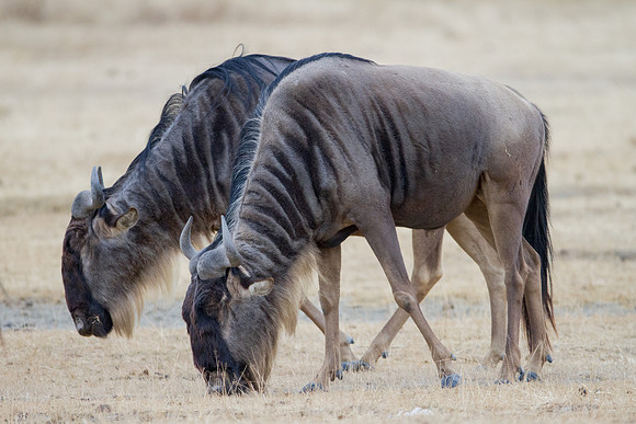 Ngorogoro_7D_20130823_0068
