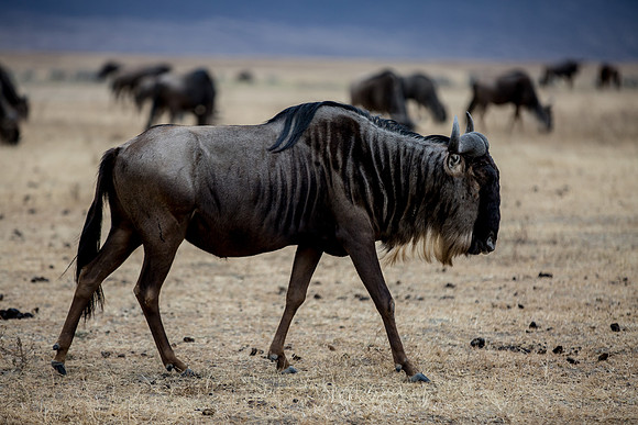 Ngorogoro_5D_1_20130823_0017