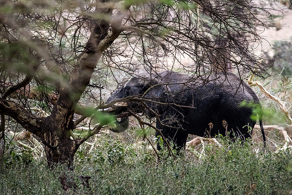 Ngorogoro_7D_20130823_0011