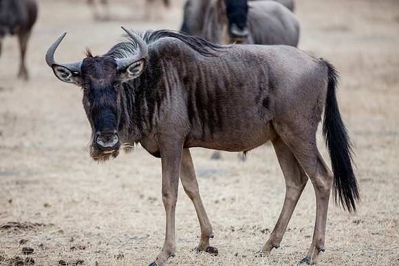 Ngorogoro_5D_1_20130823_0022