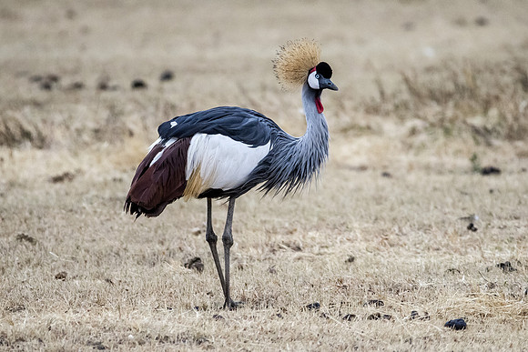 Ngorogoro_7D_20130823_0058