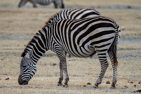 Ngorogoro_7D_20130823_0077