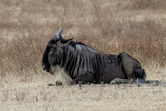 Ngorogoro_7D_20130823_0027