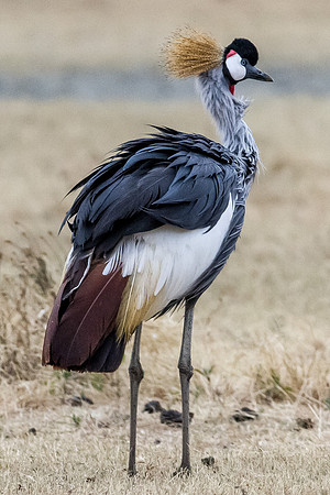 Ngorogoro_7D_20130823_0056