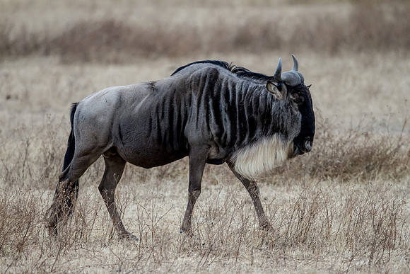 Ngorogoro_7D_20130823_0049