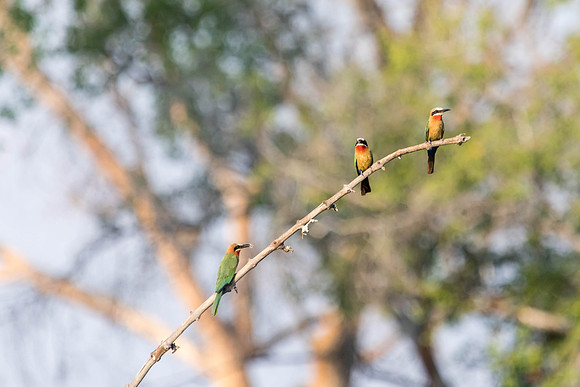 Zambezi Cruise - 100-400_20171002_0081